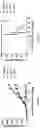 Fig. 07 - DNA vaccine for human papillomavirus and method for using the same