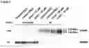 Fig. 09 - NEOANTIGEN ENGINEERING USING SPLICE MODULATING COMPOUNDS