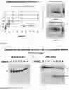 Fig. 08 - COMPOSITION FOR ADMINISTERING AND RELEASING OLIGONUCLEOTIDES