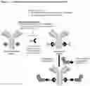 Fig. 34 - METHOD OF CONJUGATING A POLYPEPTIDE