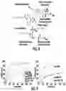 Fig. 06 - OLIGONUCLEOTIDE-POLYMER MIKTOARM CONJUGATES AND METHODS OF USE