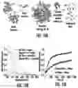 Fig. 07 - OLIGONUCLEOTIDE-POLYMER MIKTOARM CONJUGATES AND METHODS OF USE