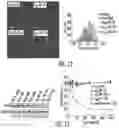 Fig. 09 - OLIGONUCLEOTIDE-POLYMER MIKTOARM CONJUGATES AND METHODS OF USE