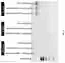 Fig. 06 - Nucleic acid nanostructures crosslinked with oligolysine