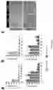 Fig. 07 - Nucleic acid nanostructures crosslinked with oligolysine