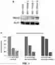 Fig. 06 - Polymer-based macromolecular prodrugs