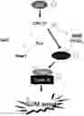 Fig. 01 - CP2C-TARGETING PEPTIDE-BASED ANTICANCER AGENT