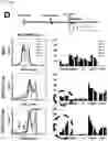Fig. 06 - CP2C-TARGETING PEPTIDE-BASED ANTICANCER AGENT