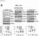 Fig. 07 - CP2C-TARGETING PEPTIDE-BASED ANTICANCER AGENT