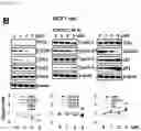 Fig. 08 - CP2C-TARGETING PEPTIDE-BASED ANTICANCER AGENT