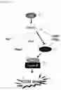 Fig. 09 - CP2C-TARGETING PEPTIDE-BASED ANTICANCER AGENT
