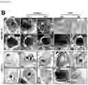 Fig. 11 - CP2C-TARGETING PEPTIDE-BASED ANTICANCER AGENT