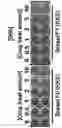 Fig. 111 - CP2C-TARGETING PEPTIDE-BASED ANTICANCER AGENT