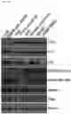 Fig. 116 - CP2C-TARGETING PEPTIDE-BASED ANTICANCER AGENT