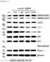Fig. 121 - CP2C-TARGETING PEPTIDE-BASED ANTICANCER AGENT