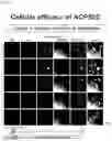 Fig. 13 - CP2C-TARGETING PEPTIDE-BASED ANTICANCER AGENT
