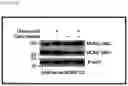 Fig. 133 - CP2C-TARGETING PEPTIDE-BASED ANTICANCER AGENT