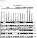 Fig. 27 - CP2C-TARGETING PEPTIDE-BASED ANTICANCER AGENT