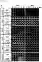 Fig. 30 - CP2C-TARGETING PEPTIDE-BASED ANTICANCER AGENT