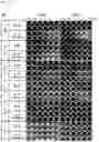 Fig. 33 - CP2C-TARGETING PEPTIDE-BASED ANTICANCER AGENT
