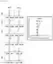 Fig. 35 - CP2C-TARGETING PEPTIDE-BASED ANTICANCER AGENT