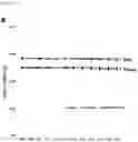 Fig. 42 - CP2C-TARGETING PEPTIDE-BASED ANTICANCER AGENT