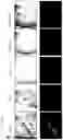 Fig. 48 - CP2C-TARGETING PEPTIDE-BASED ANTICANCER AGENT