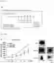 Fig. 49 - CP2C-TARGETING PEPTIDE-BASED ANTICANCER AGENT