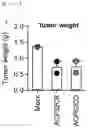 Fig. 50 - CP2C-TARGETING PEPTIDE-BASED ANTICANCER AGENT