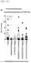 Fig. 56 - CP2C-TARGETING PEPTIDE-BASED ANTICANCER AGENT