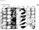 Fig. 60 - CP2C-TARGETING PEPTIDE-BASED ANTICANCER AGENT