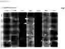 Fig. 61 - CP2C-TARGETING PEPTIDE-BASED ANTICANCER AGENT