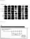 Fig. 72 - CP2C-TARGETING PEPTIDE-BASED ANTICANCER AGENT