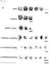 Fig. 75 - CP2C-TARGETING PEPTIDE-BASED ANTICANCER AGENT