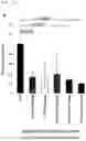 Fig. 77 - CP2C-TARGETING PEPTIDE-BASED ANTICANCER AGENT