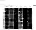 Fig. 81 - CP2C-TARGETING PEPTIDE-BASED ANTICANCER AGENT
