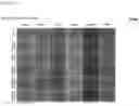 Fig. 92 - CP2C-TARGETING PEPTIDE-BASED ANTICANCER AGENT