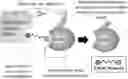 Fig. 01 - SURVIVAL-TARGETING CHIMERIC (SURTAC) MOLECULES
