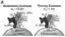 Fig. 01 - Tolerogenic artificial antigen-presenting cells