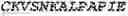 Fig. 19 - Tolerogenic artificial antigen-presenting cells