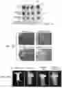 Fig. 12 - SINGLE NIR IRRADIATION TRIGGERED UPCONVERSION NANO SYSTEM FOR SYNERGISTIC PHOTODYNAMIC AND PHOTOTHERMAL CANCER THERAPY