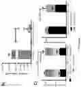 Fig. 10 - OPTIMISED RAG1 DEFICIENT GENE THERAPY