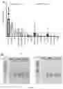 Fig. 15 - OPTIMISED RAG1 DEFICIENT GENE THERAPY