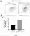 Fig. 17 - OPTIMISED RAG1 DEFICIENT GENE THERAPY