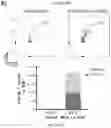 Fig. 18 - OPTIMISED RAG1 DEFICIENT GENE THERAPY