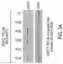 Fig. 05 - Gene therapy vectors for treating heart disease