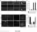 Fig. 04 - Method for stimulating axonal regeneration