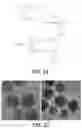 Fig. 13 - Stimuli-Responsive Compositions, Imaging Systems, and Methods for Using the Same for Biomedical Applications
