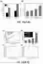 Fig. 18 - Stimuli-Responsive Compositions, Imaging Systems, and Methods for Using the Same for Biomedical Applications