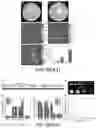 Fig. 31 - Stimuli-Responsive Compositions, Imaging Systems, and Methods for Using the Same for Biomedical Applications